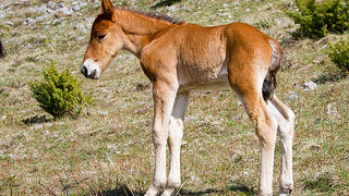 Divlji konji na Velebitu, foto: Leo Banić