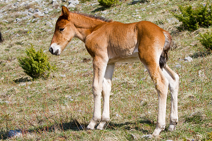 Divlji konji na Velebitu, foto: Leo Banić
