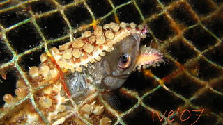 Čudesno zadarsko podmorje: U trapuli, Foto: Ive Šoša Čudesno zadarsko podmorje: U trapuli, Foto: Ive Šoša