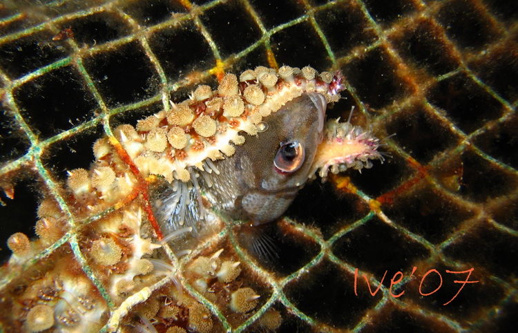 Čudesno zadarsko podmorje: U trapuli, Foto: Ive Šoša Čudesno zadarsko podmorje: U trapuli, Foto: Ive Šoša