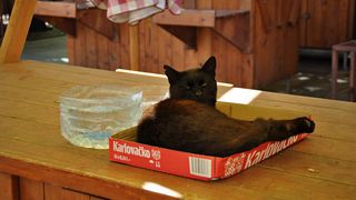 Mačja špica na zadarskoj pijaci