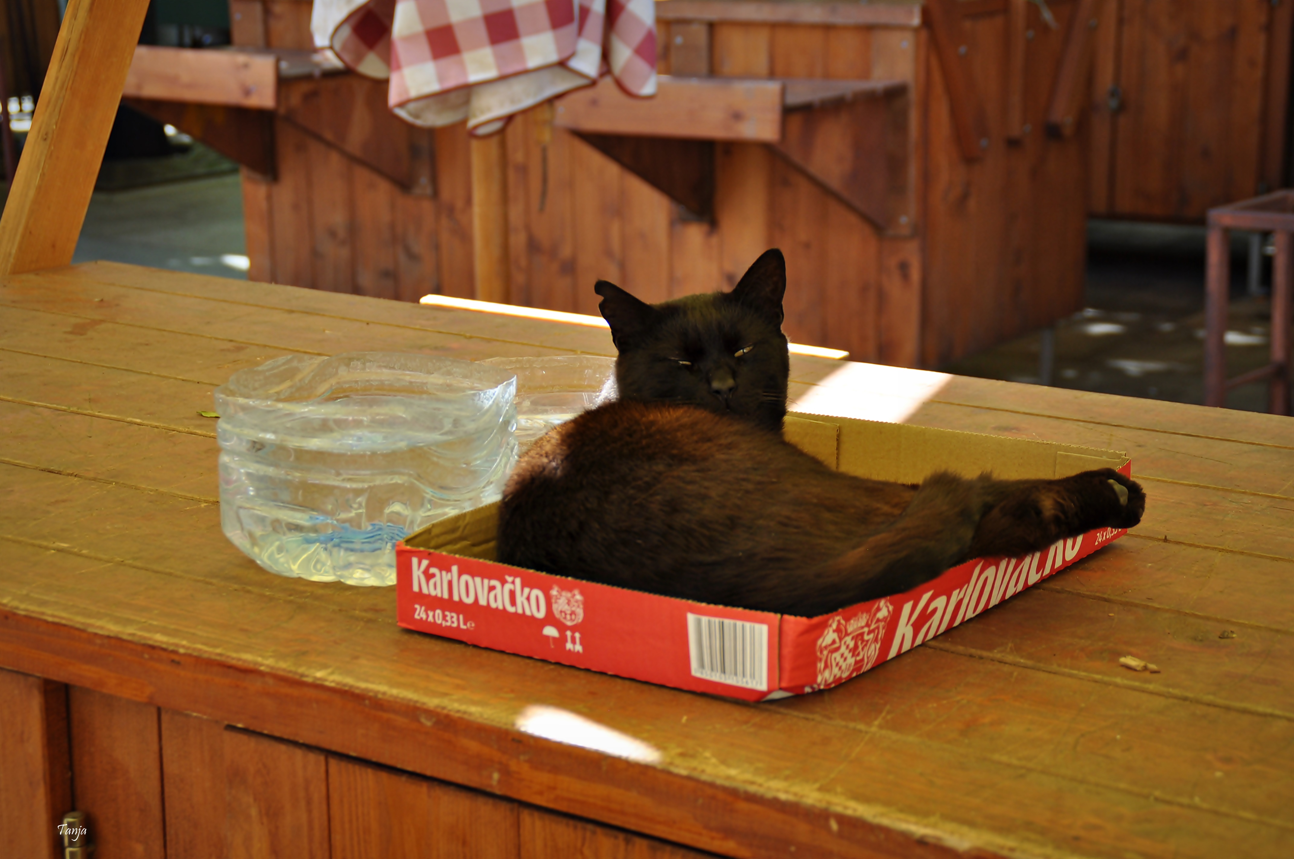 Mačja špica na zadarskoj pijaci