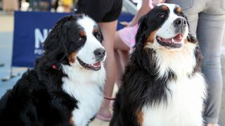 Međunarodna izložba pasa CACIB 2023