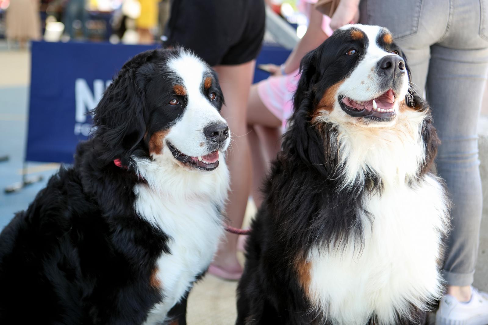 Međunarodna izložba pasa CACIB 2023
