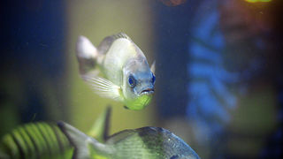 Image 874247 (auto) Image 874247 (auto)