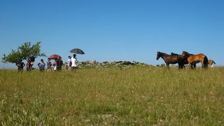 Velebit: Konji u Libinju