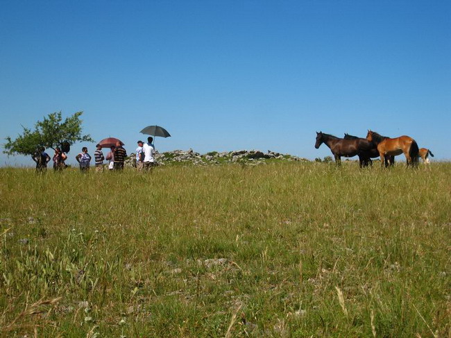 Velebit: Konji u Libinju