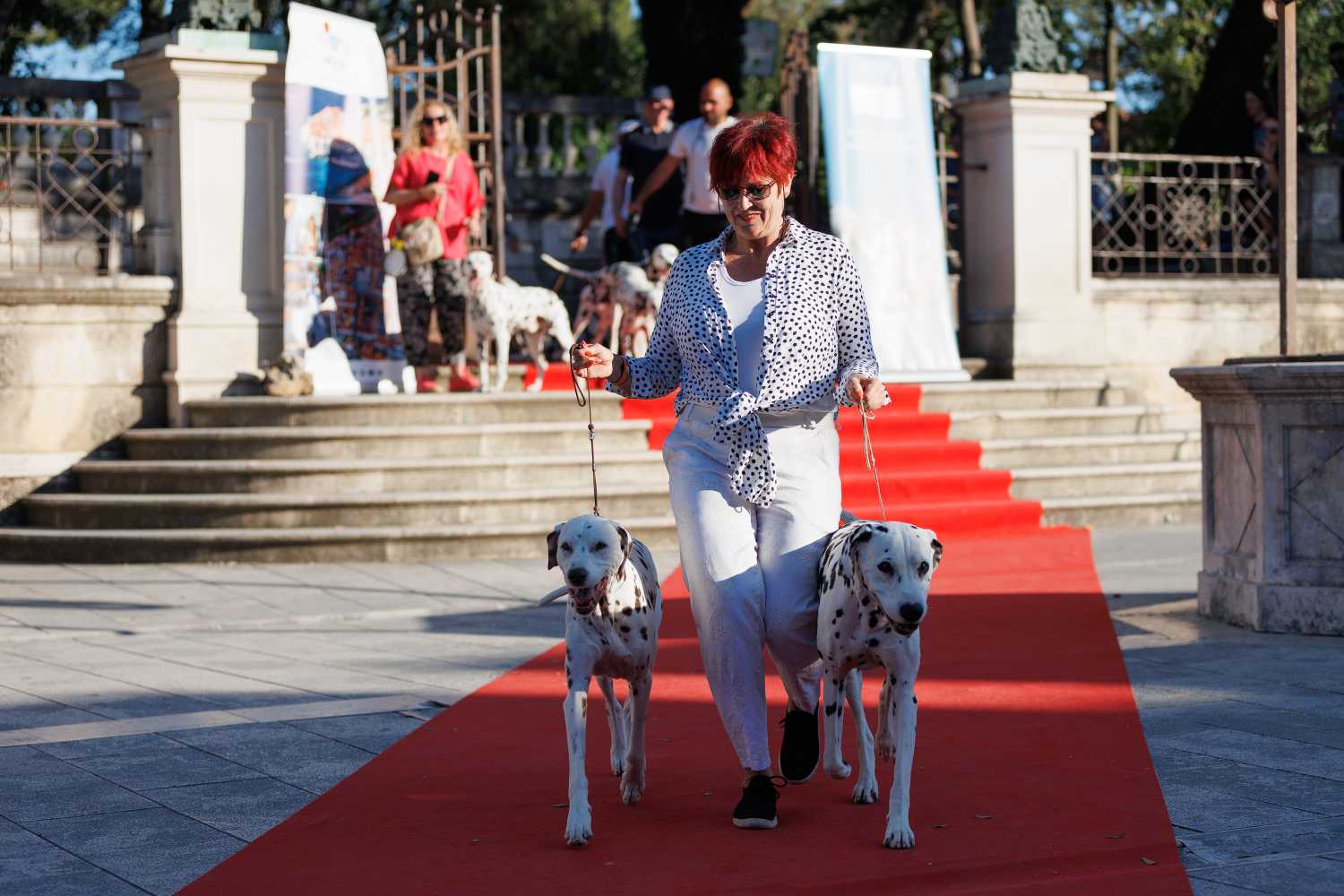 Red Carpet Dalmatian Walk @Trg pet bunara Red Carpet Dalmatian Walk @Trg pet bunara