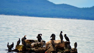 Đir 17. prosinca – uvala Maestral, Foto: Iva Perinčić