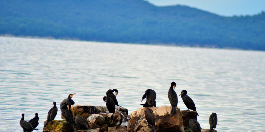 Đir 17. prosinca – uvala Maestral, Foto: Iva Perinčić
