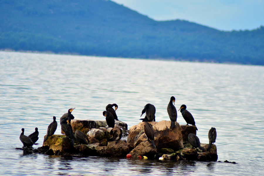 Đir 17. prosinca – uvala Maestral, Foto: Iva Perinčić