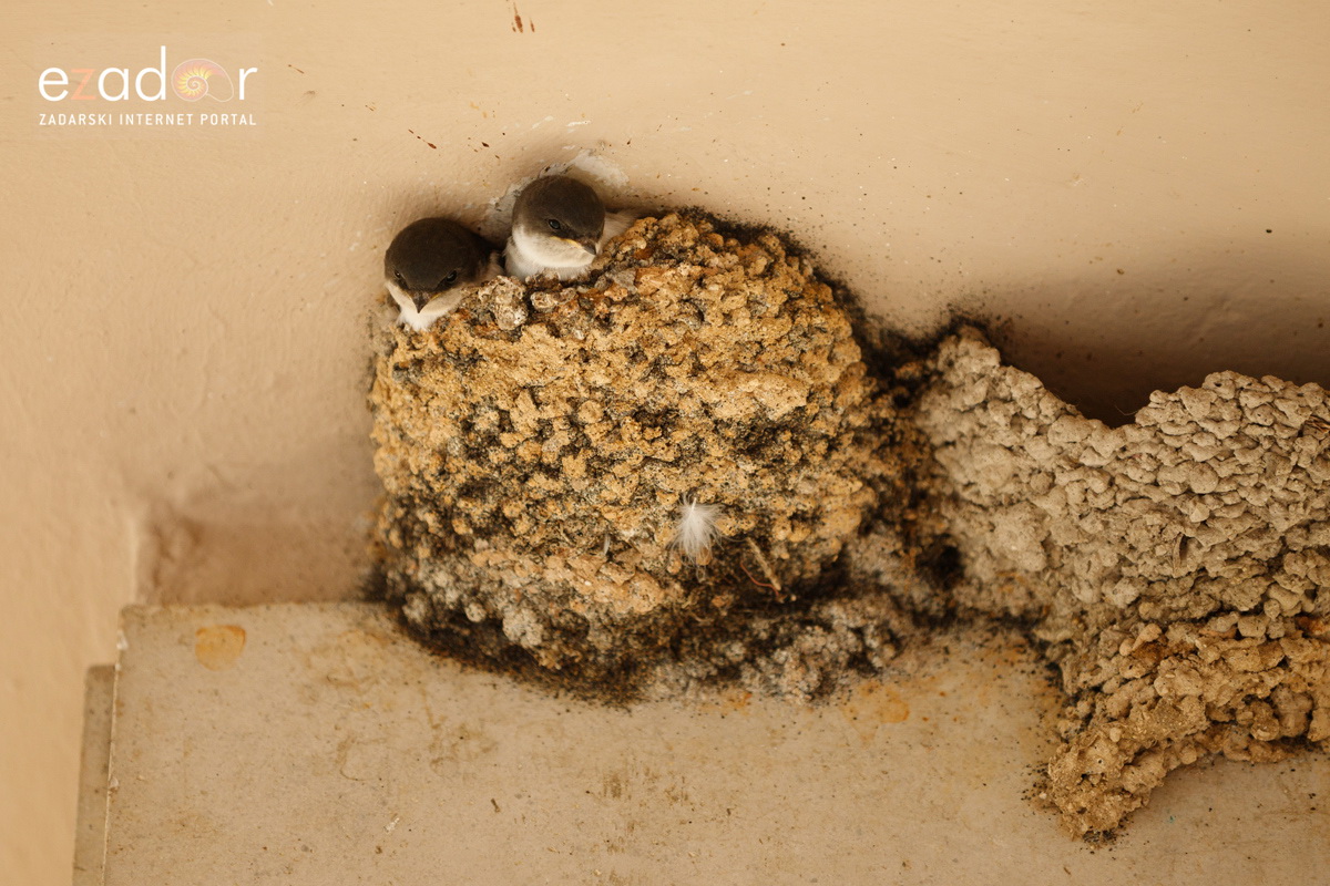 Večernji đir po gradu 10. srpnja 2019. Večernji đir po gradu 10. srpnja 2019.