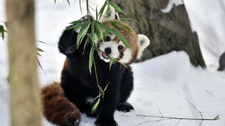 Zagreb, 100212. 
Osim sto je zabijelio grad, snijeg je prekrio i nastambe zivotinja u Zooloskom vrtu. Neke su dobro prihvatile hladnije uvjete, dok su se druge skrivale u svojim zidanim nastambama.
Na slici: crveni panda.
Foto: Boris Kovacev / CROPIX