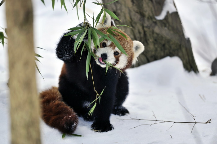 Zagreb, 100212. 
Osim sto je zabijelio grad, snijeg je prekrio i nastambe zivotinja u Zooloskom vrtu. Neke su dobro prihvatile hladnije uvjete, dok su se druge skrivale u svojim zidanim nastambama.
Na slici: crveni panda.
Foto: Boris Kovacev / CROPIX