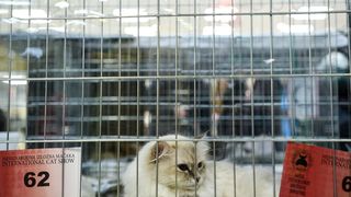 Međunarodna izložba mačaka