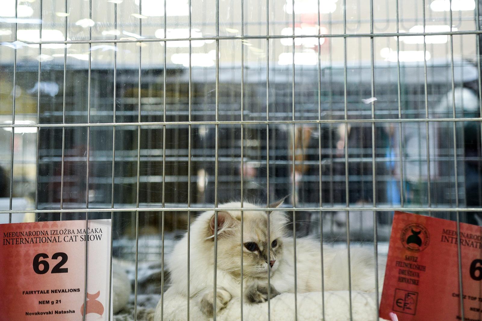 Međunarodna izložba mačaka