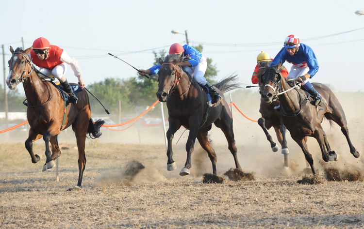 Zadar, 200811.
U Polaci na hipodromu Ravni kotari odrzane su 
14. Medjunarodne galopske konjicke utrke “Oluja 95”. 
Foto: Andrija Lucic / CROPIX