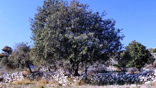 Đir po otoku Pagu – Šimuni, Foto: Leonard Kvarantan