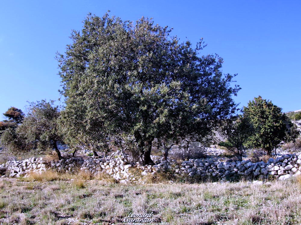 Đir po otoku Pagu – Šimuni, Foto: Leonard Kvarantan