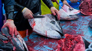 Zadar, 020112.
Tvrtka Kali Tuna bavi se izlovom i uzgojem tuna vec dugi niz godina.
Nakon uzgojnog ciklusa koji traje 30. mjesci slijedi izlov Tuna. Djelatnici Kali tune vrse izlov te ih prebacuju na drugi brod tvrtke iz Japana na kojem se vrsi daljnje pr Zadar, 020112.
Tvrtka Kali Tuna bavi se izlovom i uzgojem tuna vec dugi niz godina.
Nakon uzgojnog ciklusa koji traje 30. mjesci slijedi izlov Tuna. Djelatnici Kali tune vrse izlov te ih prebacuju na drugi brod tvrtke iz Japana na kojem se vrsi daljnje pr