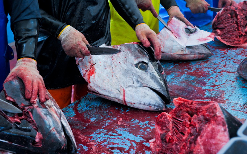 Zadar, 020112.
Tvrtka Kali Tuna bavi se izlovom i uzgojem tuna vec dugi niz godina.
Nakon uzgojnog ciklusa koji traje 30. mjesci slijedi izlov Tuna. Djelatnici Kali tune vrse izlov te ih prebacuju na drugi brod tvrtke iz Japana na kojem se vrsi daljnje pr Zadar, 020112.
Tvrtka Kali Tuna bavi se izlovom i uzgojem tuna vec dugi niz godina.
Nakon uzgojnog ciklusa koji traje 30. mjesci slijedi izlov Tuna. Djelatnici Kali tune vrse izlov te ih prebacuju na drugi brod tvrtke iz Japana na kojem se vrsi daljnje pr