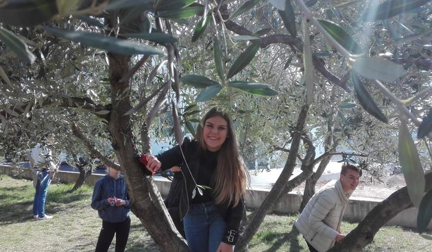 Rezidba maslina na okućnici osnovne škole Bartola Kašića na Putu Bokanjca, 10. ožujka 2017.