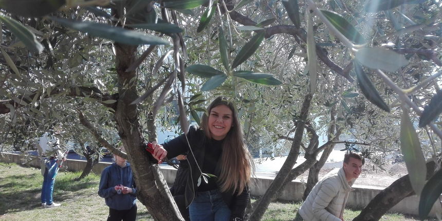 Rezidba maslina na okućnici osnovne škole Bartola Kašića na Putu Bokanjca, 10. ožujka 2017. Rezidba maslina na okućnici osnovne škole Bartola Kašića na Putu Bokanjca, 10. ožujka 2017.