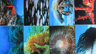 Otvorenje izložbe RK Roko, foto- L. Banić