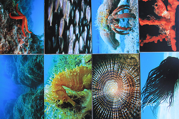 Otvorenje izložbe RK Roko, foto- L. Banić