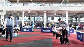 Izložba pasa na Zagrebačkom velesajmu Izložba pasa na Zagrebačkom velesajmu