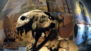 Krapina, 080210.
Novi Muzej krapinskog pracovjeka zavrsen je na svjetski poznatom lokalitetu Husnjakovo u Krapini. Krapinski je pracovjek proslavio hrvatsku znanost diljem svijeta.
Na slici: izlozak u muzeju.
Foto: Damir Krajac / CROPIX