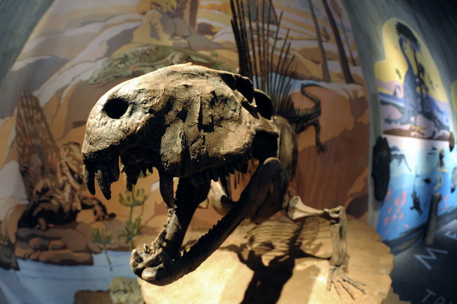 Krapina, 080210.
Novi Muzej krapinskog pracovjeka zavrsen je na svjetski poznatom lokalitetu Husnjakovo u Krapini. Krapinski je pracovjek proslavio hrvatsku znanost diljem svijeta.
Na slici: izlozak u muzeju.
Foto: Damir Krajac / CROPIX