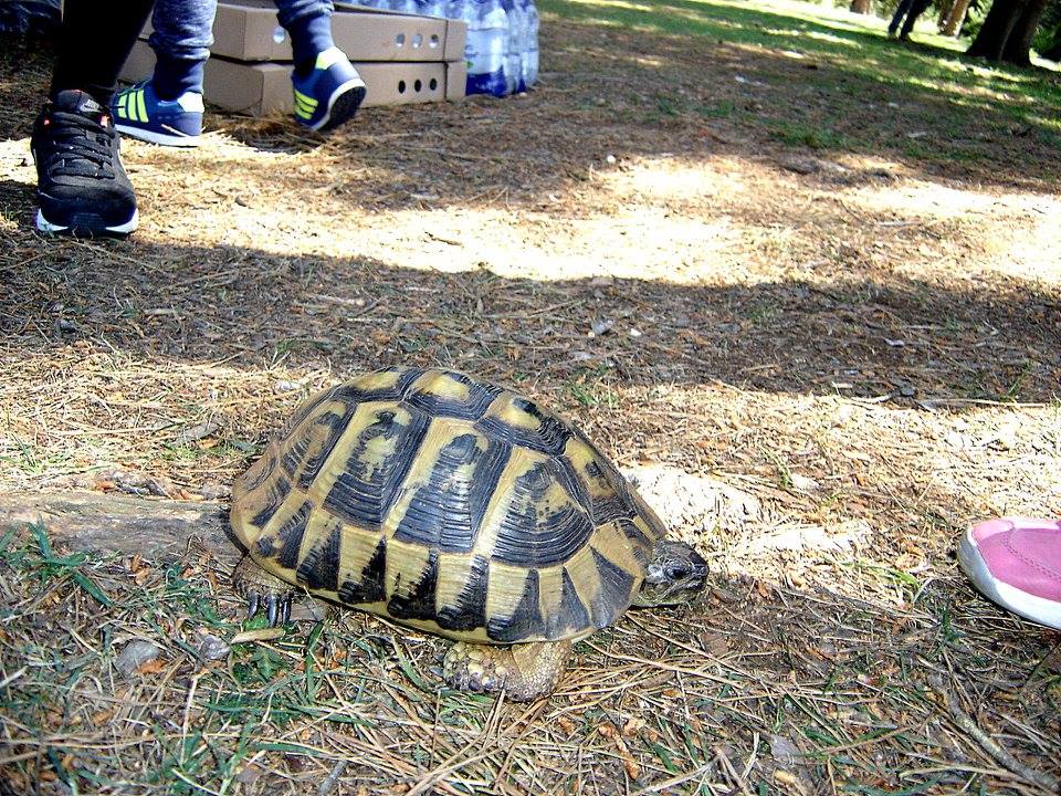 “Zelena čistka”: Musapstan “lakši” za 3 tone otpada!