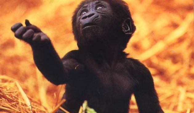 Mala gorila (Foto: primates.com)