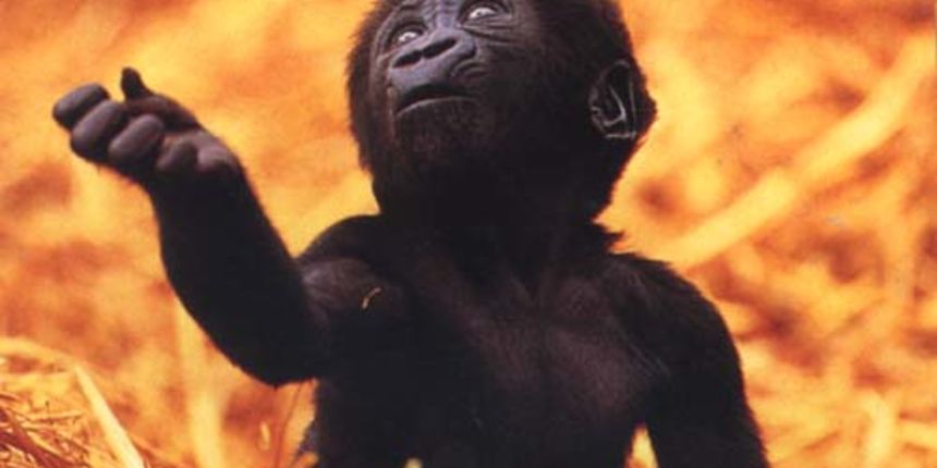 Mala gorila (Foto: primates.com)