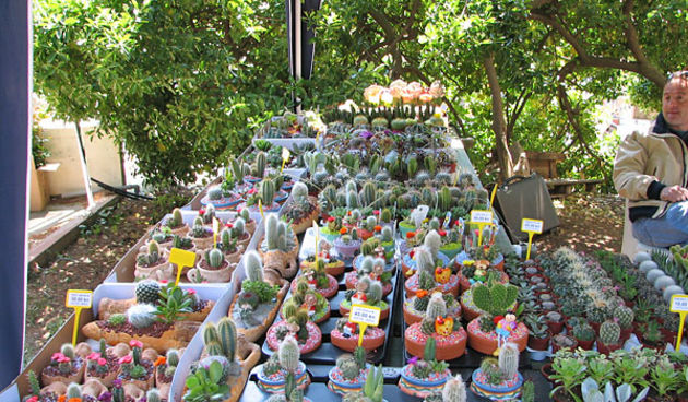 Sv. Filip i Jakov, Dani Cvijeća 2008. Autokamp Đardin