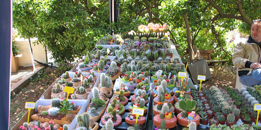 Sv. Filip i Jakov, Dani Cvijeća 2008. Autokamp Đardin Sv. Filip i Jakov, Dani Cvijeća 2008. Autokamp Đardin