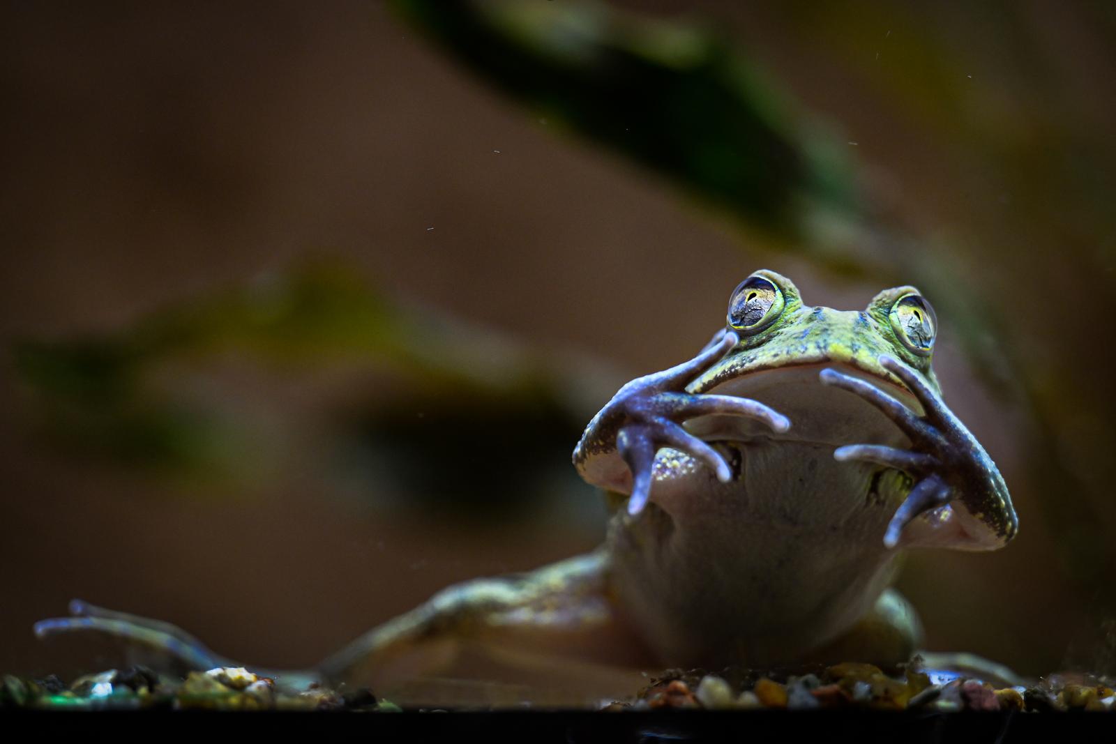 Stanari zagrebačkog Zoološkog vrta u zimskom razdoblju