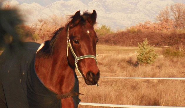 Vrsi jahanje i Buffalo Bill city, foto: facebook