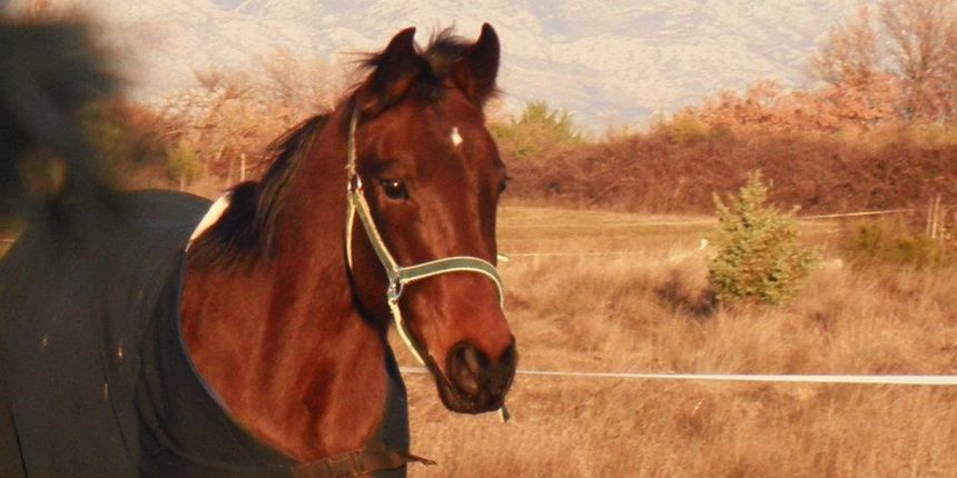Vrsi jahanje i Buffalo Bill city, foto: facebook