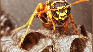 Bibinjski sinac, Foto: Leo Banic Bibinjski sinac, Foto: Leo Banic