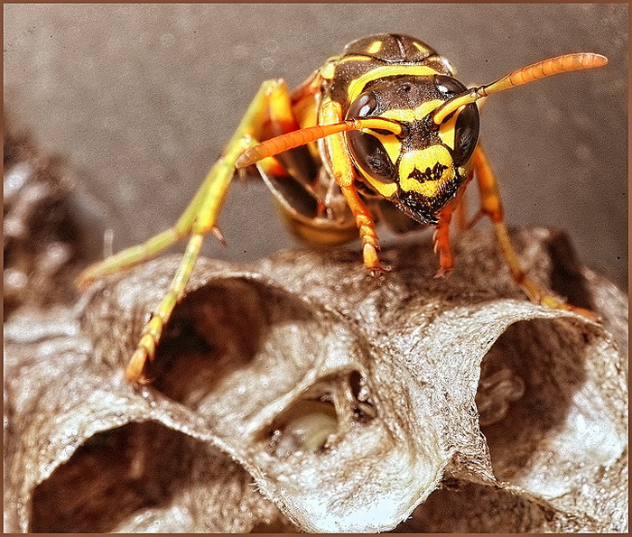 Bibinjski sinac, Foto: Leo Banic Bibinjski sinac, Foto: Leo Banic
