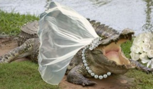 Krokodilsko vjencanje,Foto:citifmonline.com