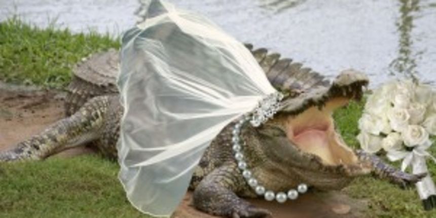 Krokodilsko vjencanje,Foto:citifmonline.com