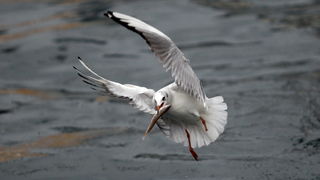 Zadar, 161110.
Galebovi su se danas za rucak odlucili za riblji meni. 
Na slici: uvala Jazine kraj zadarskog mosta.
Foto: Jure Miskovic / CROPIX
