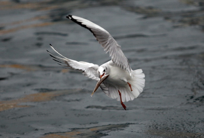 Zadar, 161110.
Galebovi su se danas za rucak odlucili za riblji meni. 
Na slici: uvala Jazine kraj zadarskog mosta.
Foto: Jure Miskovic / CROPIX
