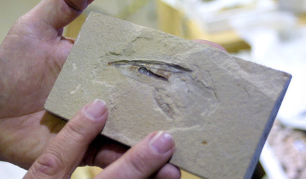 Fosil lignje (Foto: dpa)