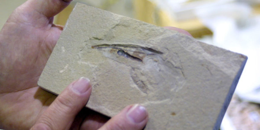 Fosil lignje (Foto: dpa)