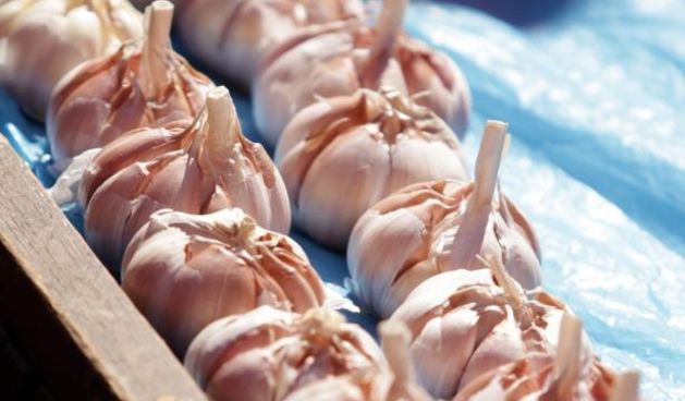 Češnjak,   09.08.2014., Zagreb – Dnevna ponuda svjezeg povrca na trznici Dolac. Photo: Grgur Zucko/PIXSELL