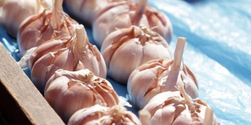 Češnjak, 09.08.2014., Zagreb – Dnevna ponuda svjezeg povrca na trznici Dolac. Photo: Grgur Zucko/PIXSELL Češnjak, 09.08.2014., Zagreb – Dnevna ponuda svjezeg povrca na trznici Dolac. Photo: Grgur Zucko/PIXSELL